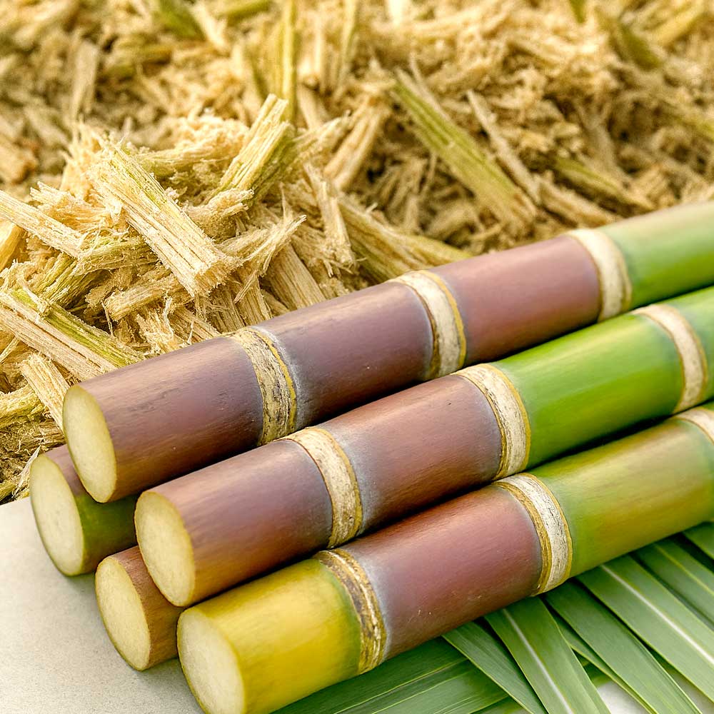 Sugarcane-&-Bagasse